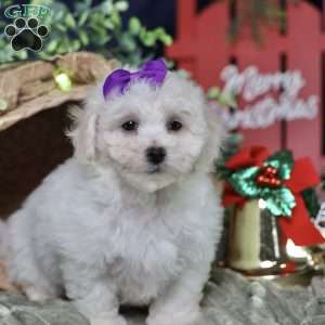 Holly (tiny), Bichon Frise Puppy